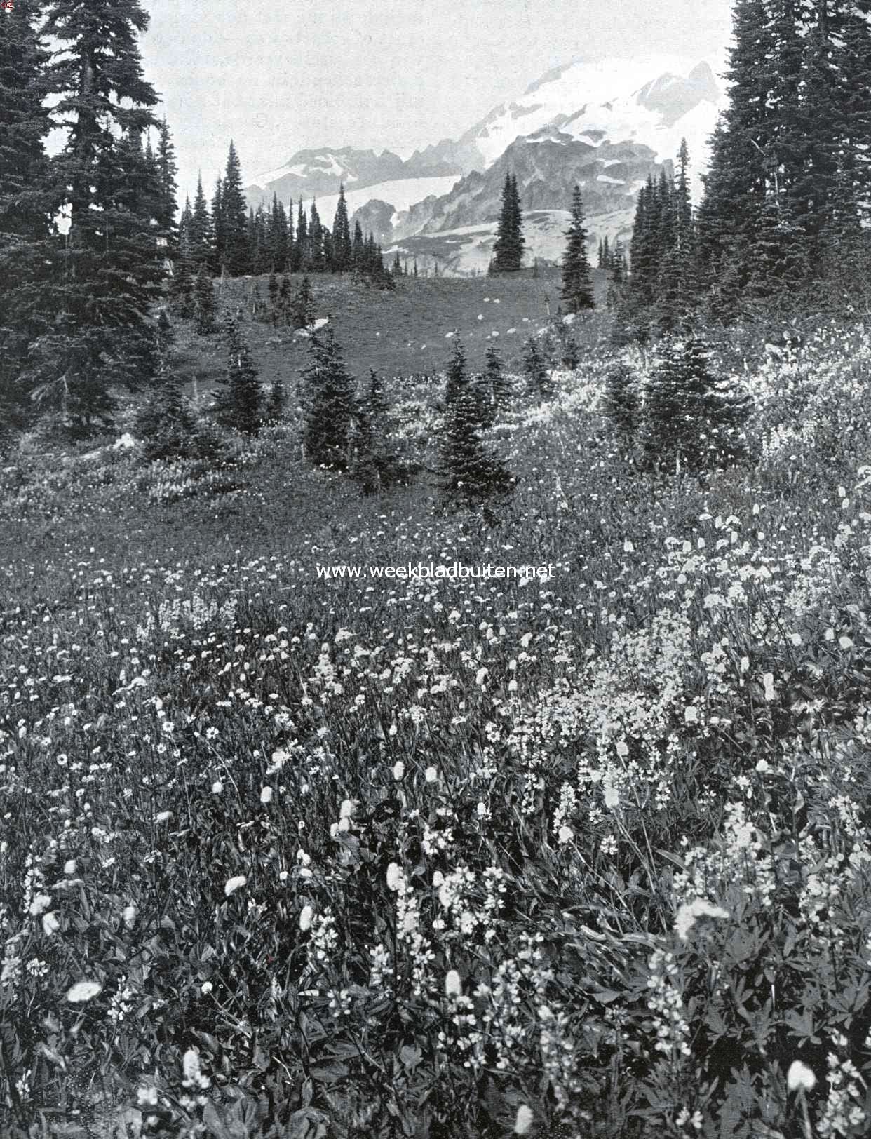 Paradise Valley in Mount Rainier National Park (V.S. v. N. A.)