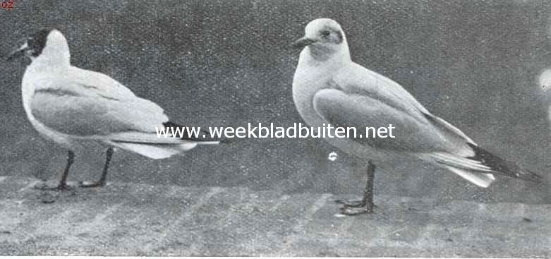 Kokmeeuwen in overgangskleed. De linker vogel is bijna uitgekleurd