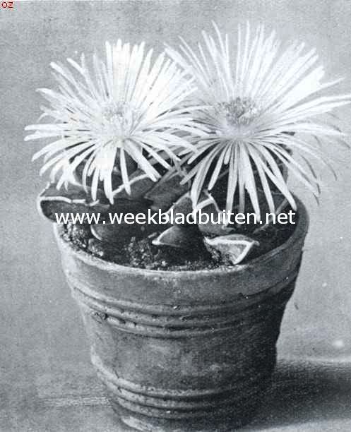Faucaria's. Faucaria Haagei. Foto kweekerij Leeuwenhof, Nieuwe Niedorp