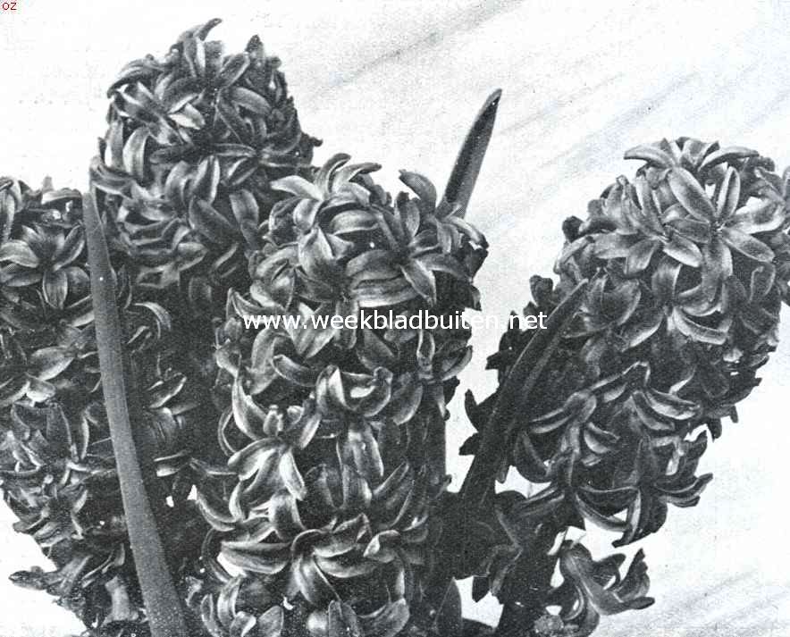 Hyacinthen voor kamercultuur. Kamerbloeier: King of the Blues. Opname van Turkenburg, Bodegraven