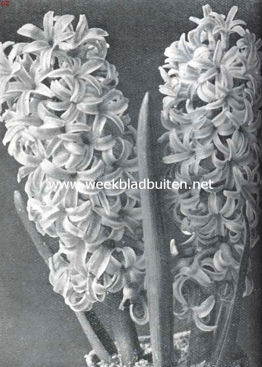 Hyacinthen voor kamercultuur. Kamerbloeier: Myosotis. Opname van Turkenburg, Bodegraven