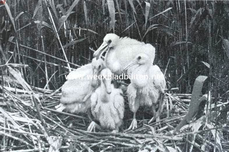 De lepelaar. Jonge lepelaars op het nest