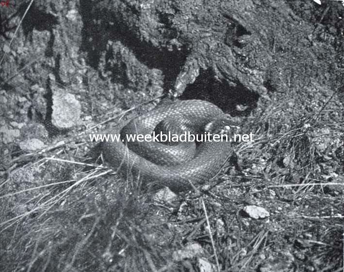 Over Nederlandsche reptielen. Een ringslang in rusthouding in zijn schuilhoek