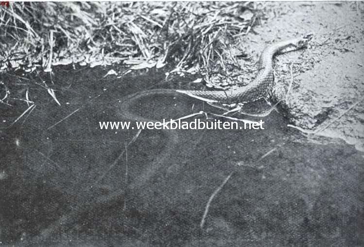 Over Nederlandsche reptielen. Ringslang, het water verlatend