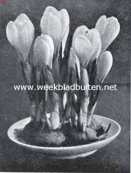 Bolgewassen in kamer en serre. Crocus Kathleen Parlow