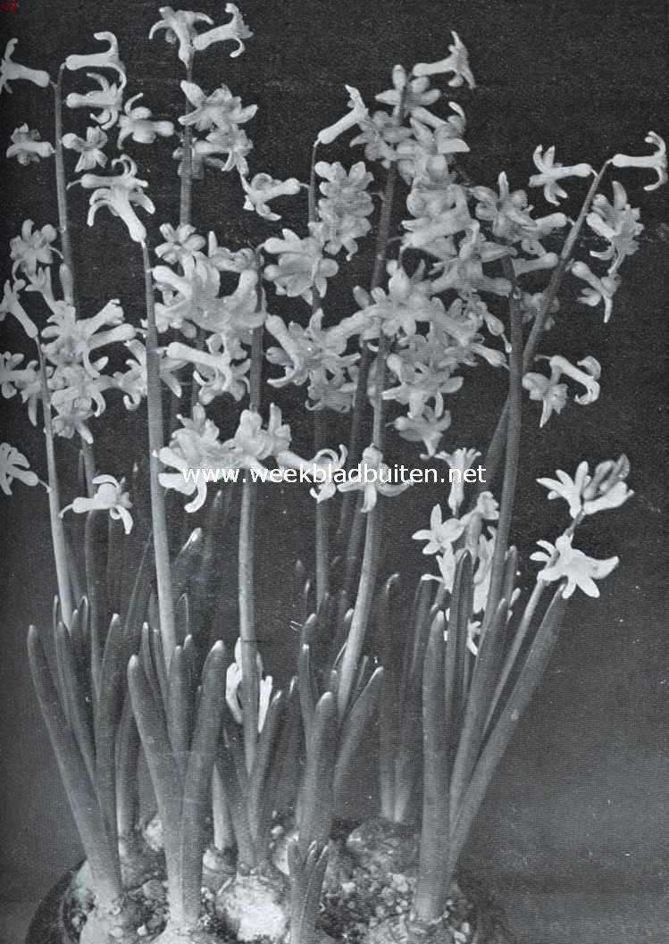 Bolgewassen in kamer en serre. Romeinsche witte hyacinthen op grint en water