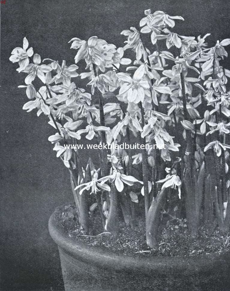 Bolgewassen in kamer en serre. Donkerblauwe sterhyacintjes (Scilla Sibirica Atrocoerulae)