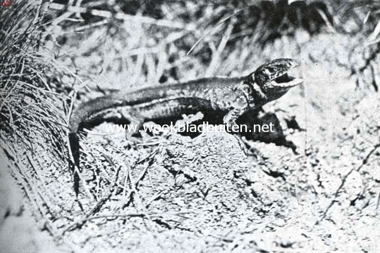 Over Nederlandsche reptielen. Duinhagedis in dreighouding. De kleine, felle dieren kunnen zoo noodig heftig toebijten