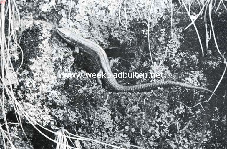 Over Nederlandsche reptielen. Kleine hagedis, klimmend en den krachtigen staart daarbij als steun gebruikend