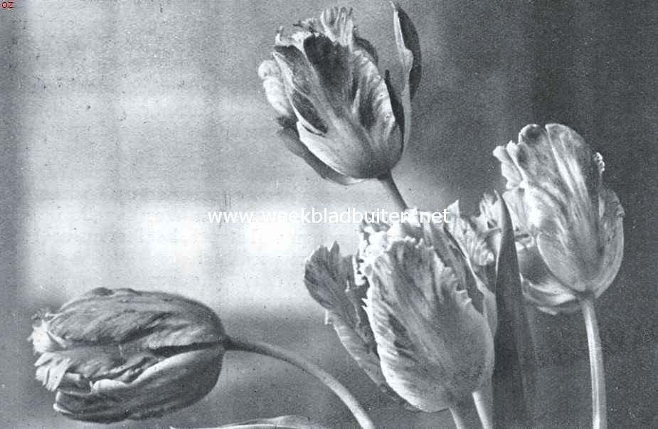 Tulpen voor tuinbeplanting. Triumph tulp Fantasy. Opname fa. Turkenburg, Bodegraven