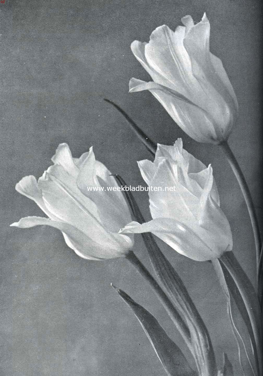 Tulpen voor tuinbeplanting. Enkele vroege tulp Lady Boreel. Opname fa. Turkenburg, Bodegraven