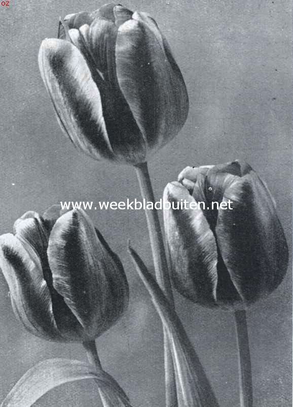 Tulpen voor tuinbeplanting. Enkele vroege tulp Ibis. Opname fa. Turkenburg, Bodegraven