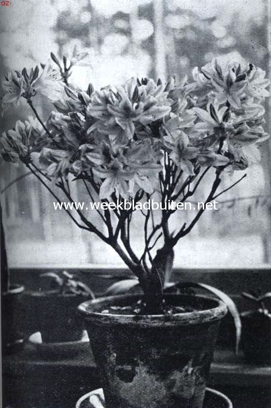 Wordende lente in huis. Rhododendrum Praecox. Binnen 13.2; in bloei 20.2 (foto); uitgebloeid 4.3. De plant is afkomstig uit kweekerij H. Copijn en Zn., Groenekan