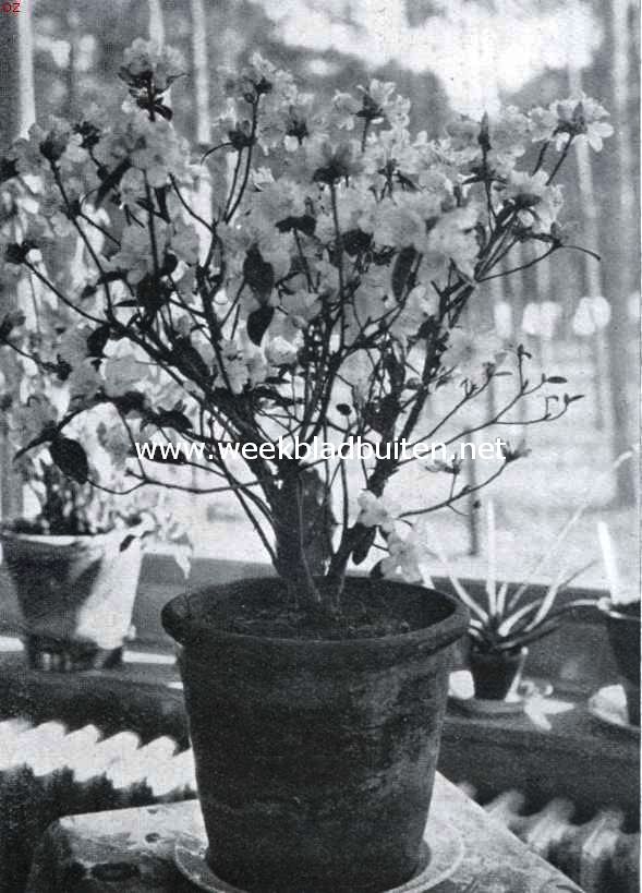 Wordende lente in huis. Azalea Mollis Kosters Brilliant Red. Binnen 2.3; begin bloei 1.4 (foto); volle bloei 7.4; uitgebloeid 27.4. De plant is afkomstig uit kweekerij H. Copijn en Zn., Groenekan