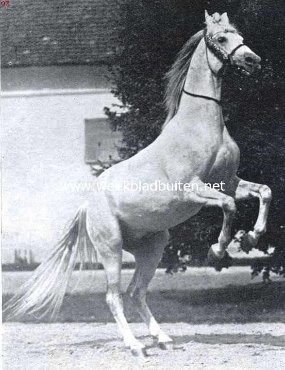 Hongaarsche stoeterijen. Arabische hengst