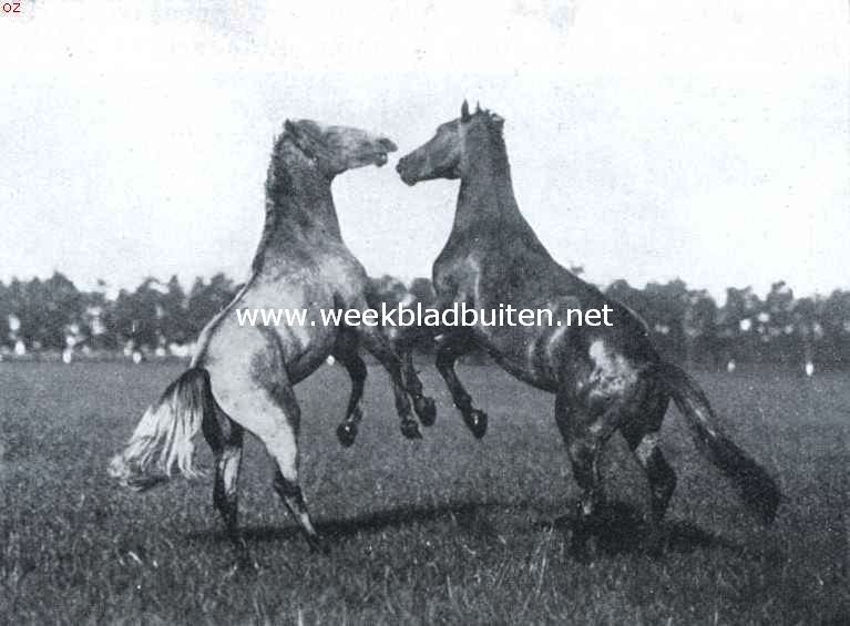 Hongaarsche stoeterijen. Stoeiende jonge paarden op de koninklijke Hongaarsche stoeterij te Babolna