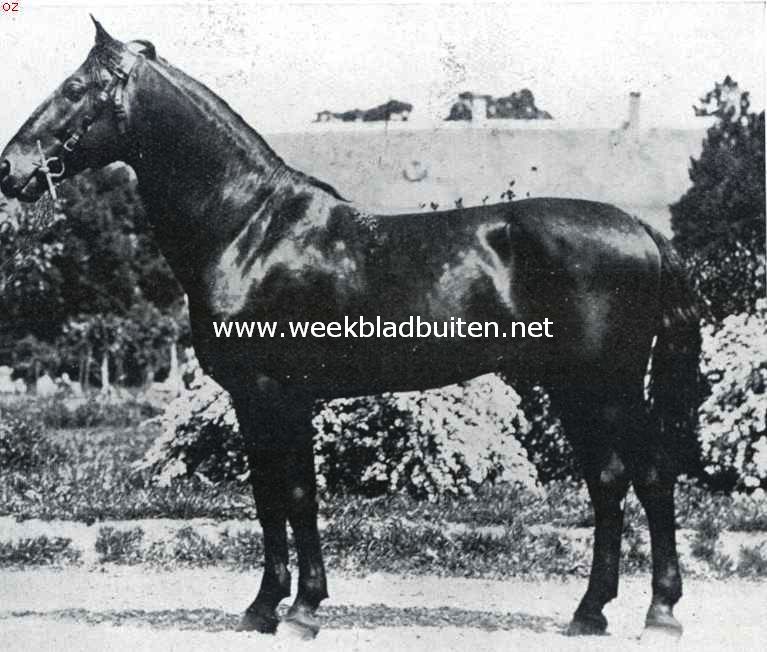 Hongaarsche stoeterijen. Lippizaner hengst