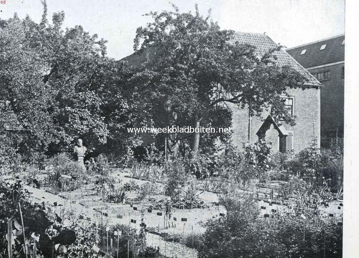 De Clusius-tuin in den Hortus Botanicus te Leiden