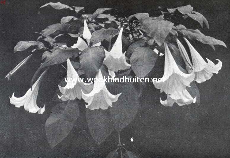 Bloemkroon van de Datura Arborea Suaveolens