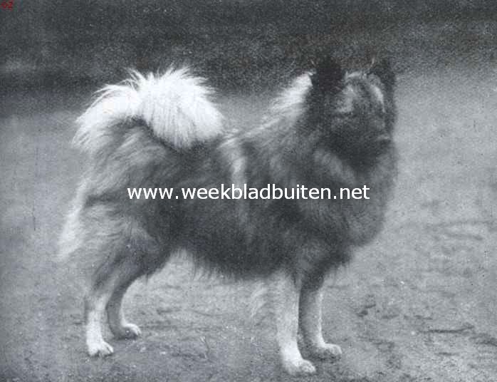 De Hollandsche keeshond. Champion Guelder Geron, in Engeland gefokt door mevr. Gatacre-De Stuers