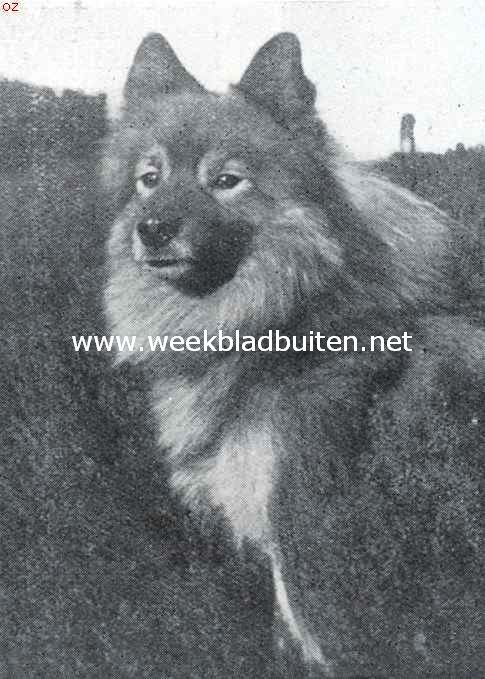 De Hollandsche keeshond. Kampioen Rekel, door de nieuwe keurmeesters tot voorbeeld van den Hollandschen Kees gesteld. Eig. Mevr. G.C. van den Hurk-Kleijn, Bilthoven