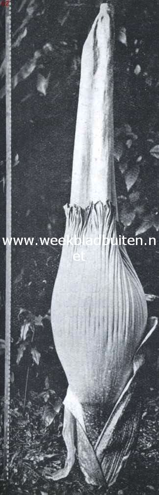 Amorphophallus Titanum op 27 Juli 1933 in 's Lands Plantentuin te Buitenzorg