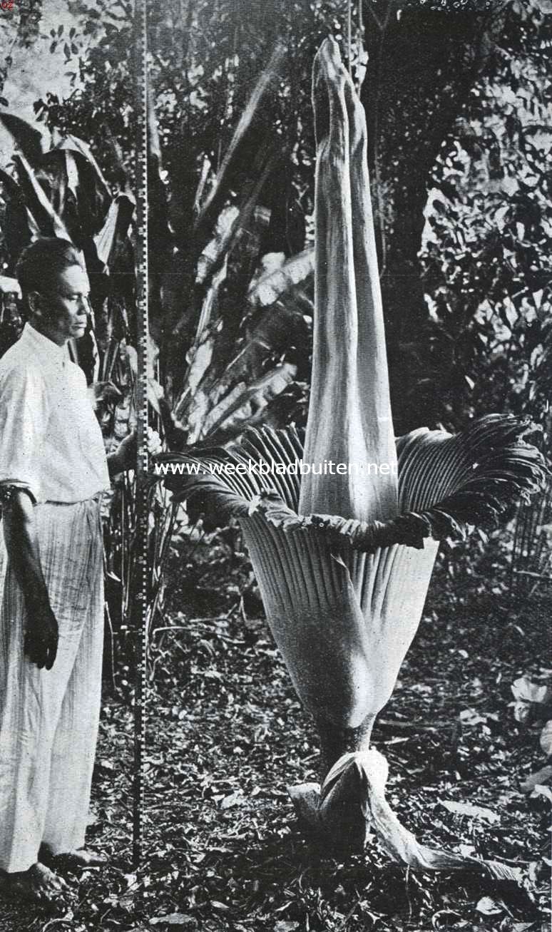 Amorphophallus Titanum op 30 Juli 1934 in 's Lands Plantentuin te Buitenzorg. De bloem had een maand noodig om aldus uit te groeien