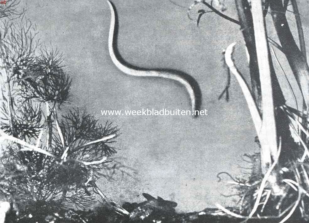 Uit het water komt het leven. Bloedzuiger, zwemmend met slangachtige bewegingen