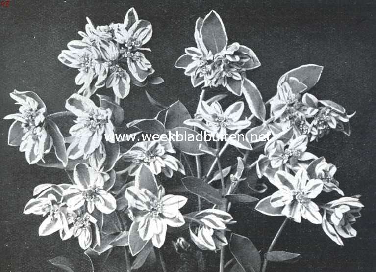Euphorbia Marginata - Amerikaansche Edelweiss