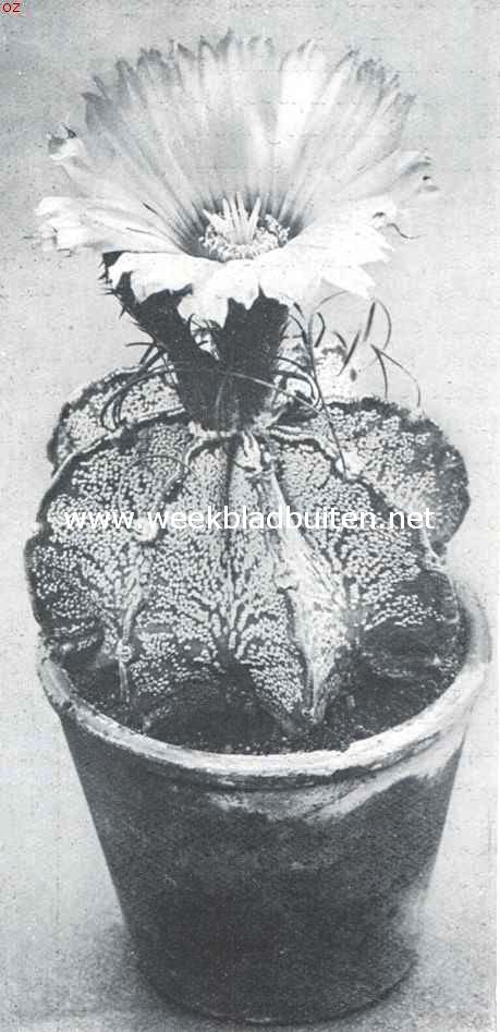 Astrophytums, stercactussen. Astrophytum Capricorne of geitehoorncactus. Foto Kweekerij Leeuwenhof, Nieuwe Niedorp