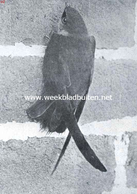 Chimney-swift, zich vastklampend aan een muur, ook de staartpennen helpen den vogel zijn loodrechte houding  te bewaren