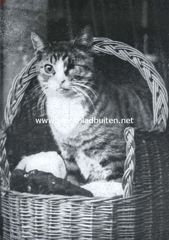 Koning Eenoog