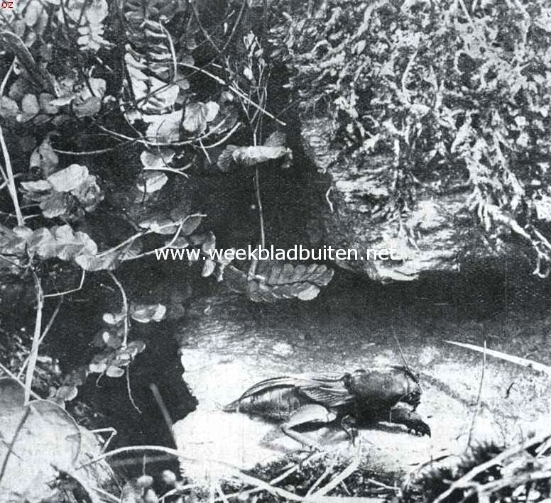 Veenmol. Foto uit K.O. Bartels: 