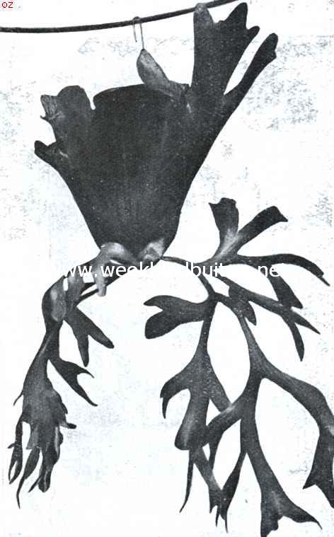 Hertegewei-varens. Platycerium Coronarium