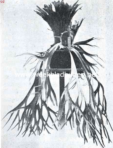 Hertegewei-varens. Platycerium Willinkii