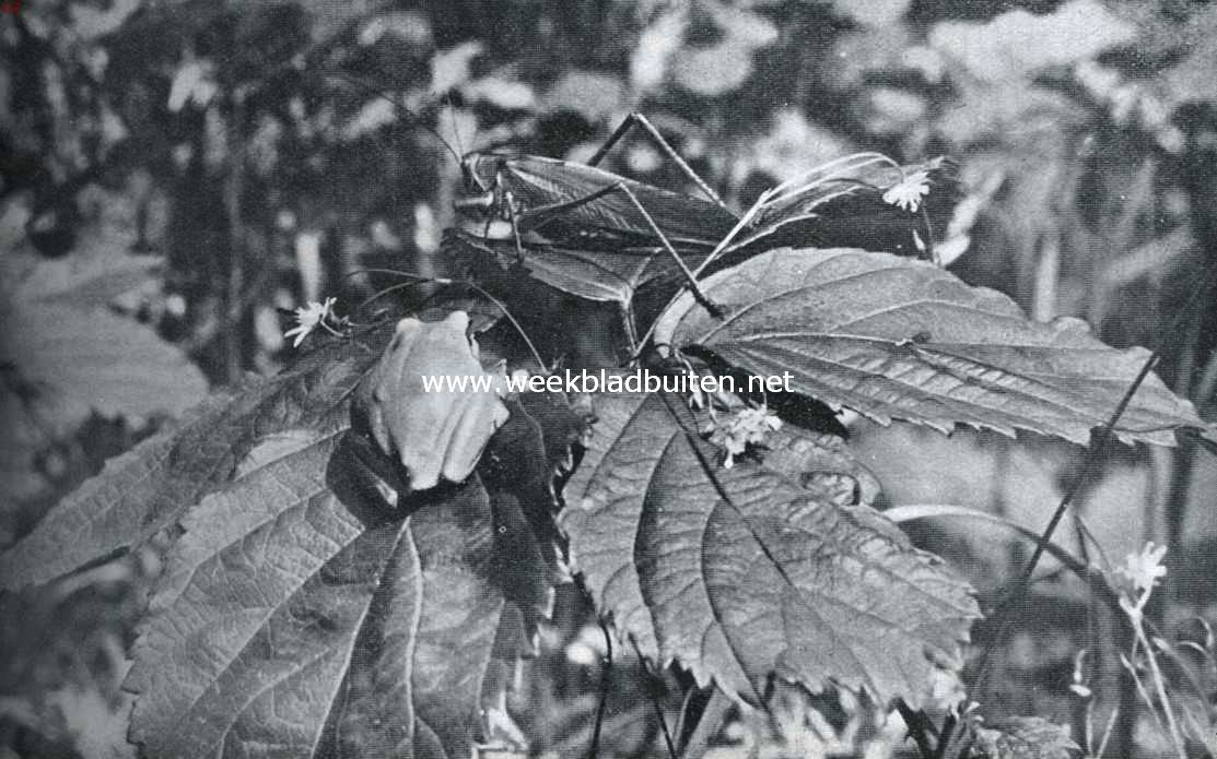 Sabelsprinkhaan met boomkikker. Fotos uit K.O. Bartels: 