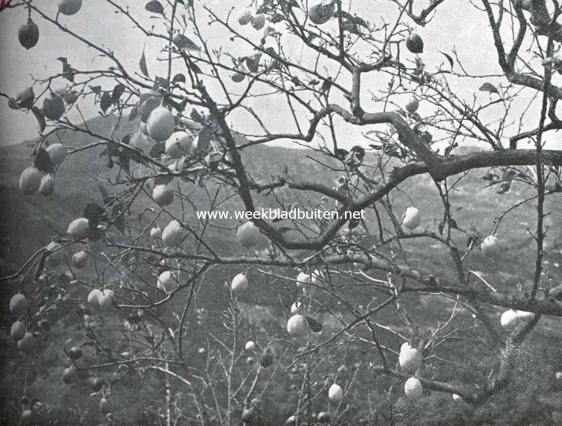 In de citroengaarden van Menton. Cibrus Limonum