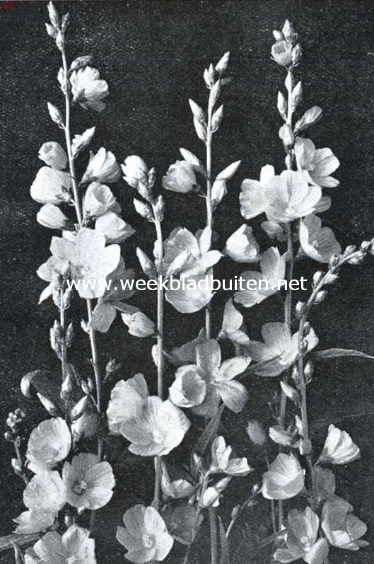 Sidalcea Hybr. Nimmerdor
