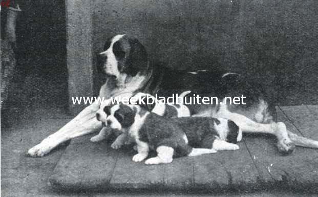 De Sint Bernhard. Mooie kortharige moeder met nest