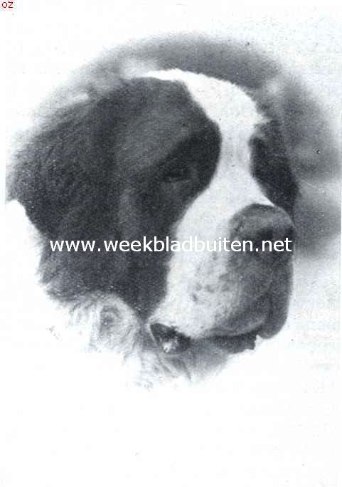 De Sint Bernhard. In Zwitserland gefokte hond, thans kampioen en gezochte vaderhond in de Ver. Staten