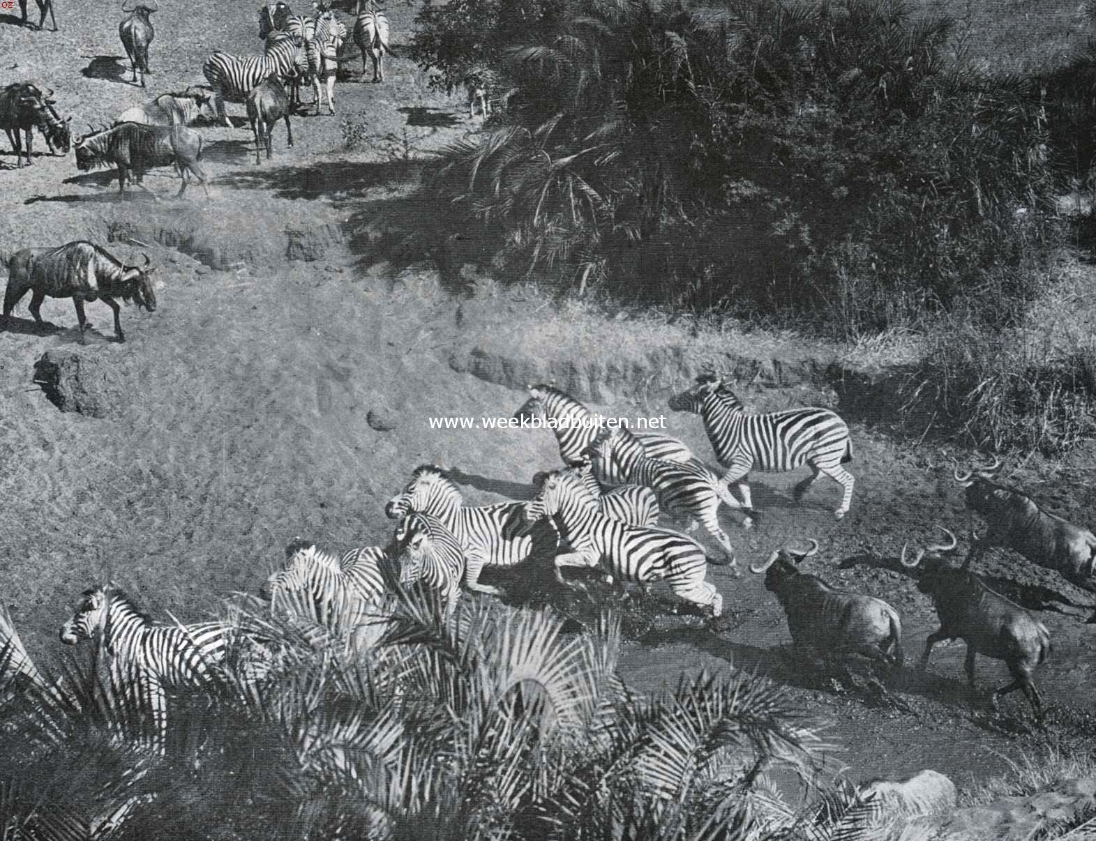 Zuid-Afrika's groot wild. Zebra's en wildebeesten, opgeschrikt bij de drinkplaats in het Zuid-Afrikaansche bosveld
