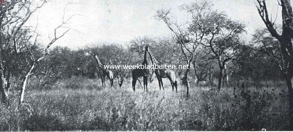 Zuid-Afrika's groot wild. Giraffen tusschen de dorenboomen