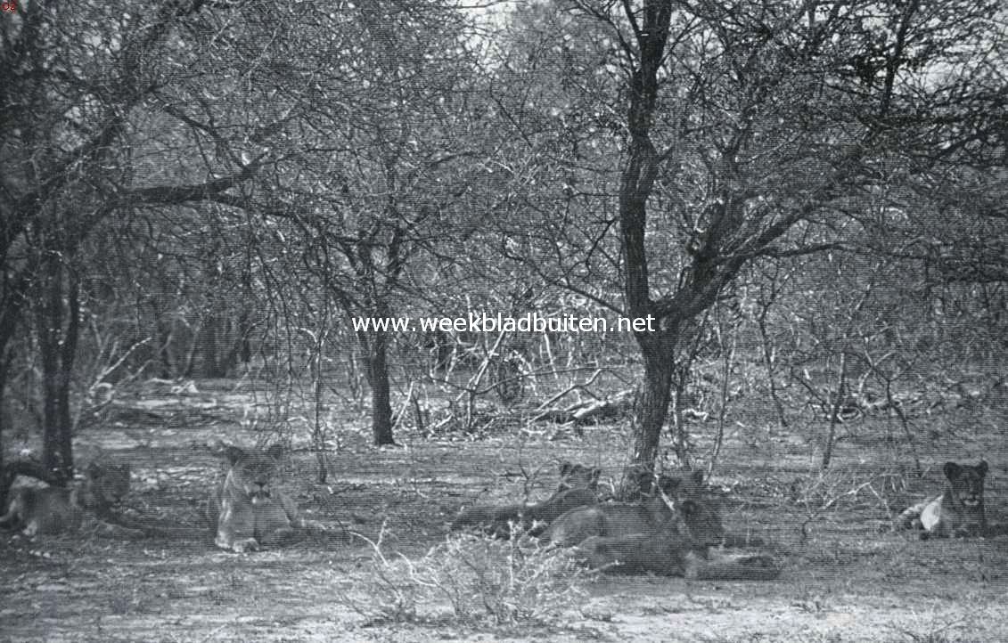 Zuid-Afrika's groot wild. Zes leeuwen poseeren in de wildernis