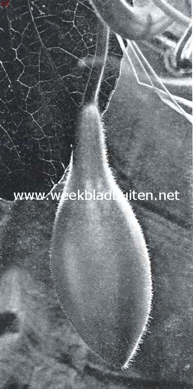 Jonge fleschkalebas, Lagenaria Officinalis