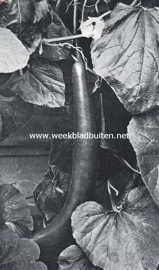 Sierkalebassen. Rijpe fleschkalebas