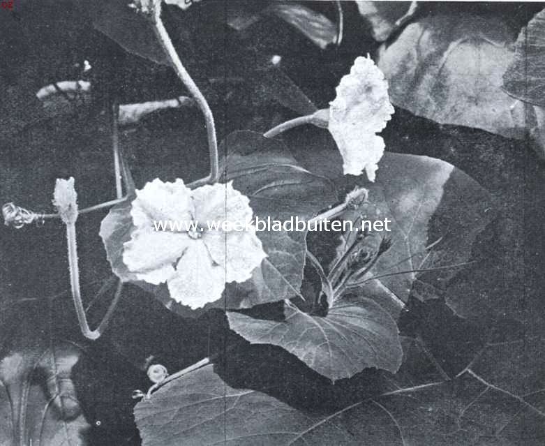 Sierkalebassen. Mannelijke bloem