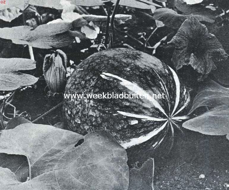 Meloenkalebas. De Cucurbita Maxima