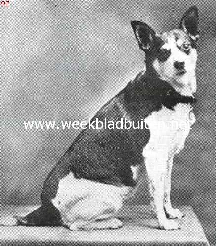 De Tail-Waggersclub en andere vereenigingen van honden. De onlangs gestroven vriend van kapitein Hobbs, de genegenheid voor wien dezen officier uit den wereldoorlog op de oorspronkelijke gedachten van een bond van honden bracht