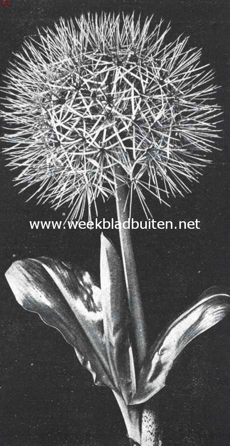 Haemanthus Multiflorus (Kalbreyeri)