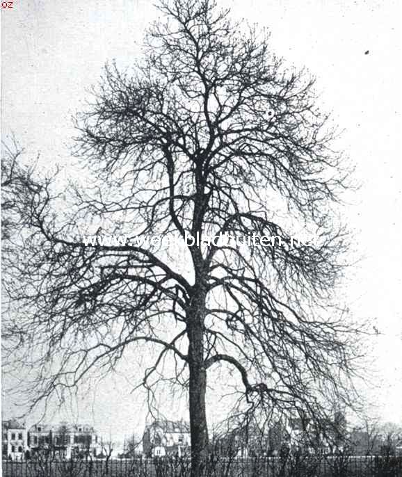 Wilde kastanje
